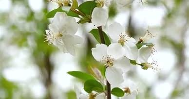 4K海棠白色海棠春天花朵视频的预览图